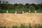 wild life photos in Palestine